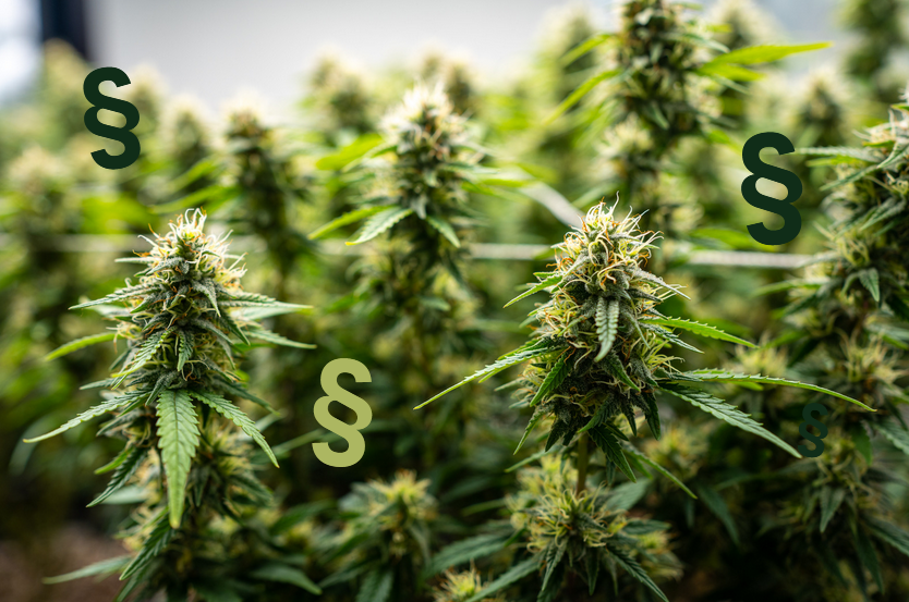 Cannabispflanzen und Paragraphenzeichen